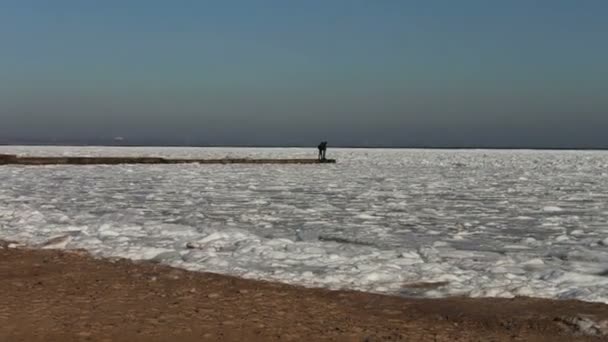 Gaviotas sentadas en el mar cubierto de hielo — Vídeos de Stock