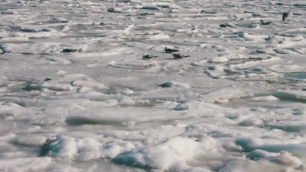 Чайки сидят на покрытом льдом море — стоковое видео
