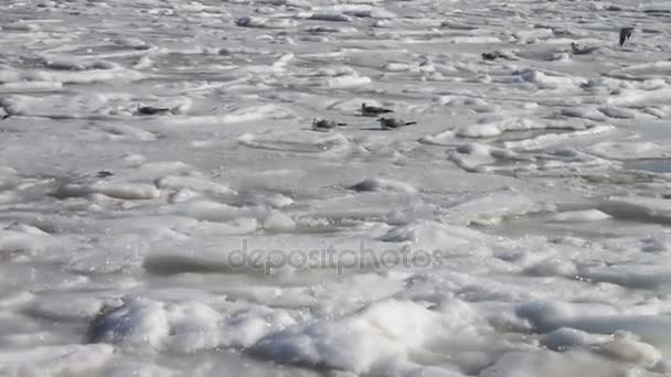 Måsar sitter på isbelagda havet — Stockvideo