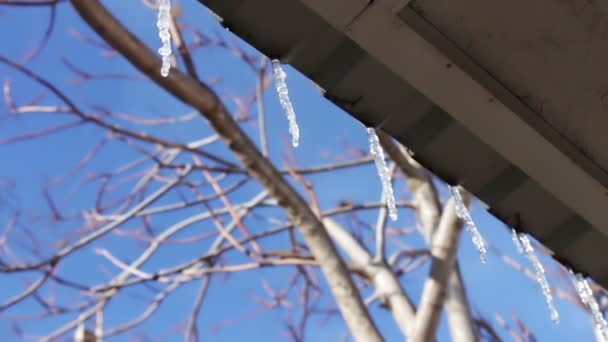 Viele schmelzende Eiszapfen auf einem Dach — Stockvideo