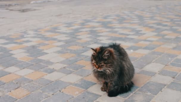 Large homeless cat wach itself — Stock Video