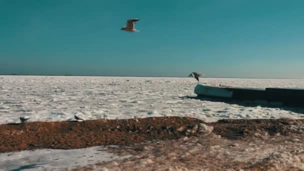 Seagulls sitting on ice-covered sea — Stock Video