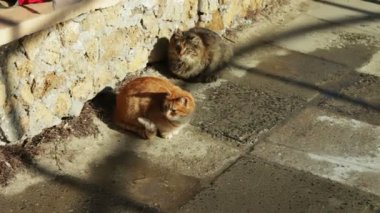 İki büyük kedi içinde belgili tanımlık kış oturan sokak