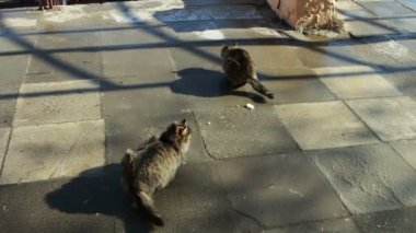 İki büyük kedi içinde belgili tanımlık kış oturan sokak