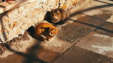 İki büyük kedi içinde belgili tanımlık kış oturan sokak