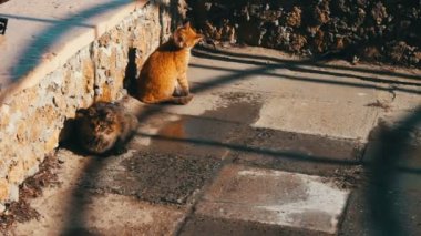 İki büyük kedi içinde belgili tanımlık kış oturan sokak