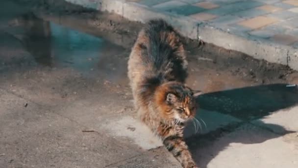 Nagy hajléktalan macska húzódik, és ásít — Stock videók