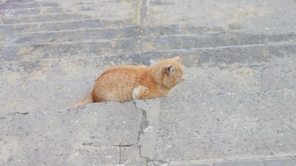 Gran gato sin hogar en la calle — Vídeo de stock