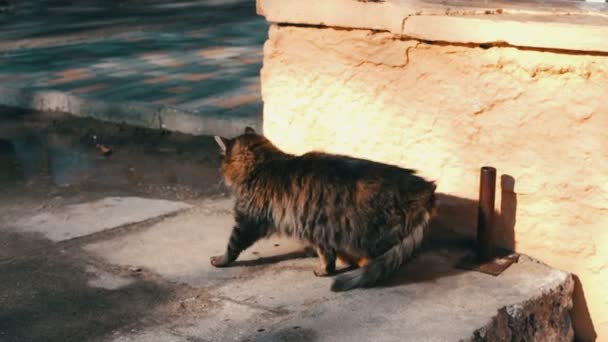 Large homeless cat stretches and yawns — Stock Video