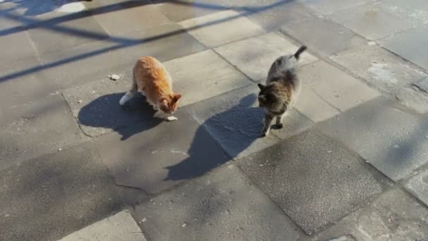 Dois grandes gatos vadios sentados no inverno — Vídeo de Stock