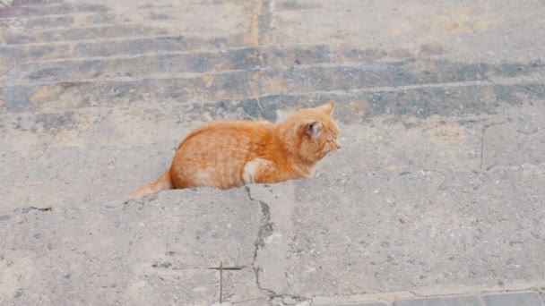 Big red homeless cat — Stock Video