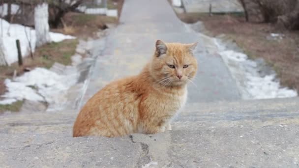 Wielki czerwony kot bezdomnych — Wideo stockowe
