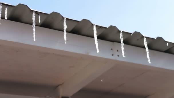 Lot of Melting icicles on a roof — Stock Video