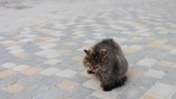 Büyük evsiz kedi wach kendisi — Stok video