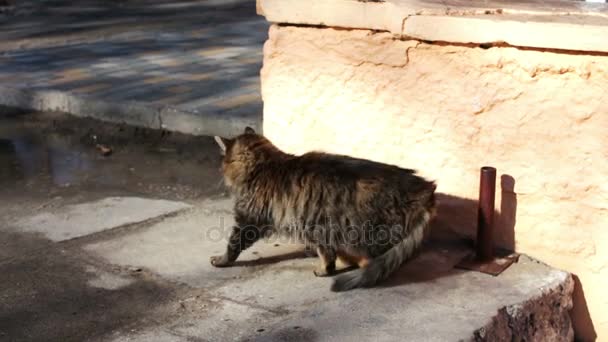 Large homeless cat wach itself — Stock Video