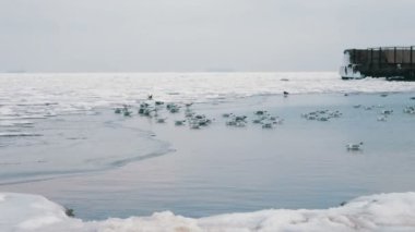 Buz kaplı deniz üzerinde oturan martılar
