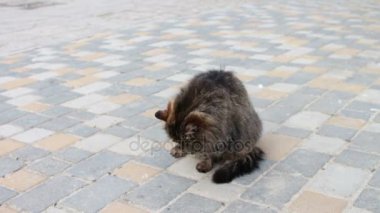 Büyük evsiz kedi wach kendisi