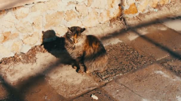 Obdachlose Großkatze auf der Straße — Stockvideo