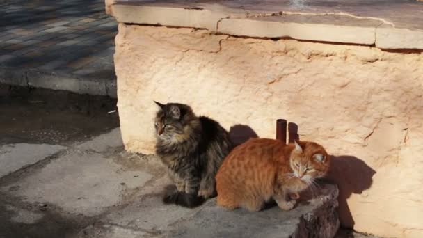 Deux grands chats errants assis en hiver 