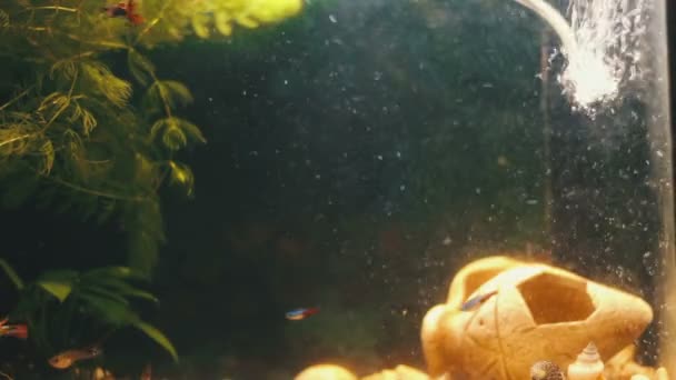 Vele mooie kleurrijke vissen met lange voile staarten en boete in de home aquarium. — Stockvideo