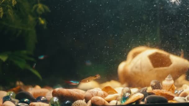 Banyak ikan berwarna-warni indah dengan ekor yang panjang dan halus di akuarium rumah . — Stok Video