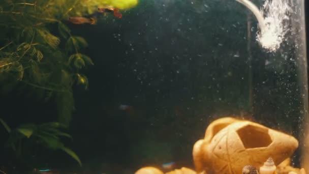 Vele mooie kleurrijke vissen met lange voile staarten en boete in de home aquarium. — Stockvideo