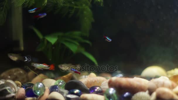 Muchos peces hermosos coloridos con largas colas voile y fino en el acuario de casa . — Vídeos de Stock