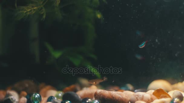 Beaucoup de beaux poissons colorés avec de longues queues voile et fine dans l'aquarium à la maison . — Video