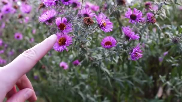 Flores de jardín de otoño — Vídeos de Stock