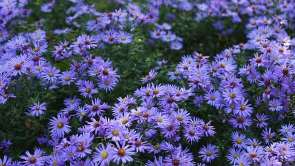 Flores de jardín de otoño — Vídeo de stock