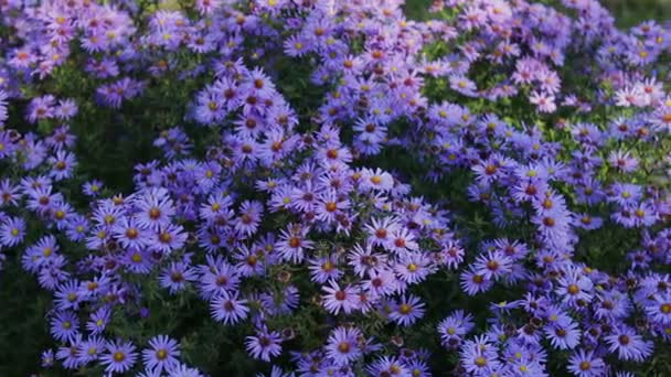 Herfst tuin bloemen — Stockvideo