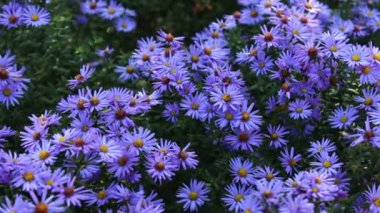 sonbahar bahçe çiçekleri