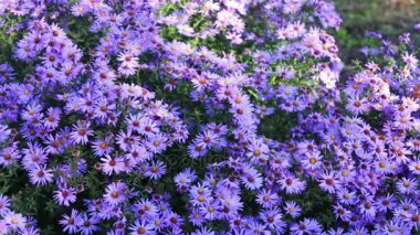 sonbahar bahçe çiçekleri