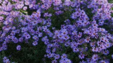 sonbahar bahçe çiçekleri