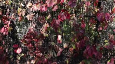 Kırmızı sarmaşık yaprakları sonbahar Park