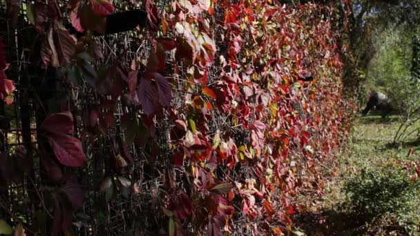 가 공원에 빨간 담 쟁이 잎 — 비디오