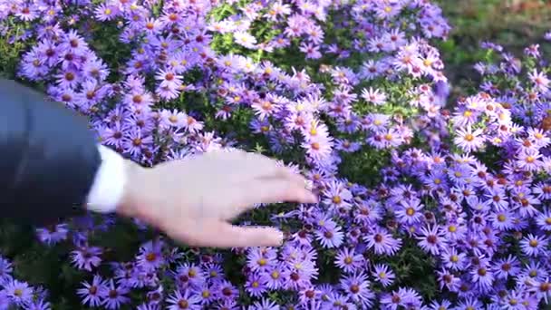 Höstens trädgård blommor — Stockvideo