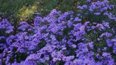 sonbahar bahçe çiçekleri