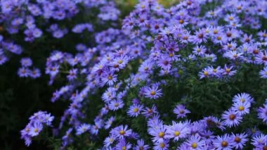 sonbahar bahçe çiçekleri