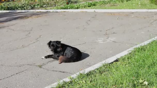 chien noir errant dans le parc 
