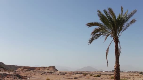 Palmboom in woestijn — Stockvideo