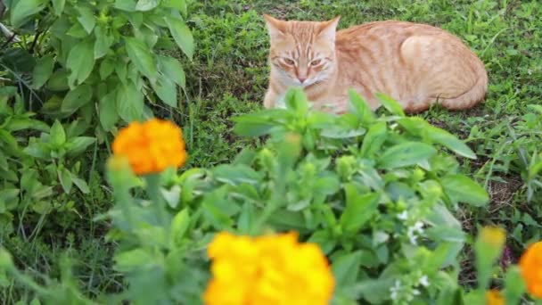 Rote Katze liegt auf grünem Gras