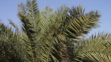 Palmiye ağacı dalları sway rüzgarda