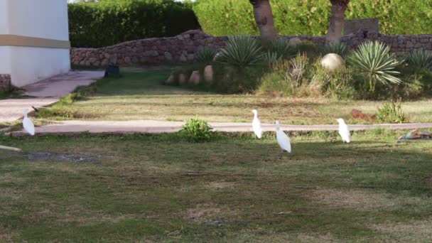Λευκό πουλί στον κήπο — Αρχείο Βίντεο