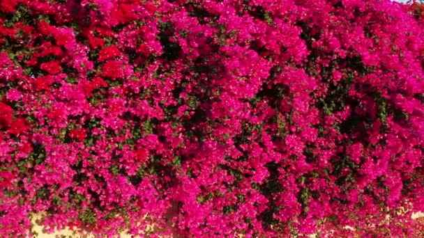 Flores rosadas florecientes en una cerca — Vídeo de stock