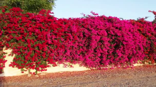 Квітучі рожеві квіти на паркані — стокове відео