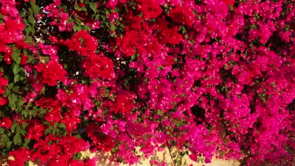 Blommande rosa blommor på ett staket — Stockvideo