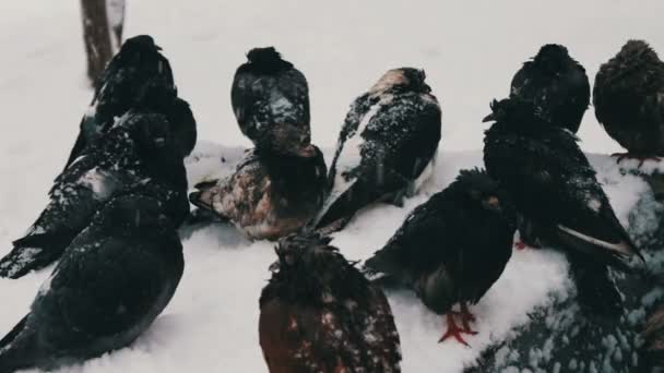 雪に覆われたゴミ箱の上に座って冷凍の灰色のハトの多く — ストック動画