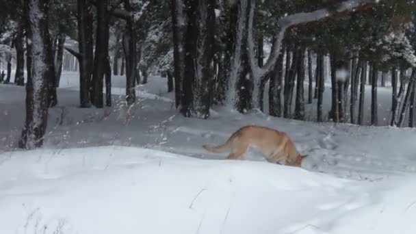 Gran perro marrón jugueteando y corriendo en el bosque de invierno nevado — Vídeo de stock