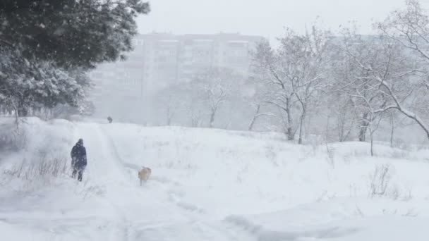 Floresta estrada coberta de neve em que a mulher está andando com um cão — Vídeo de Stock
